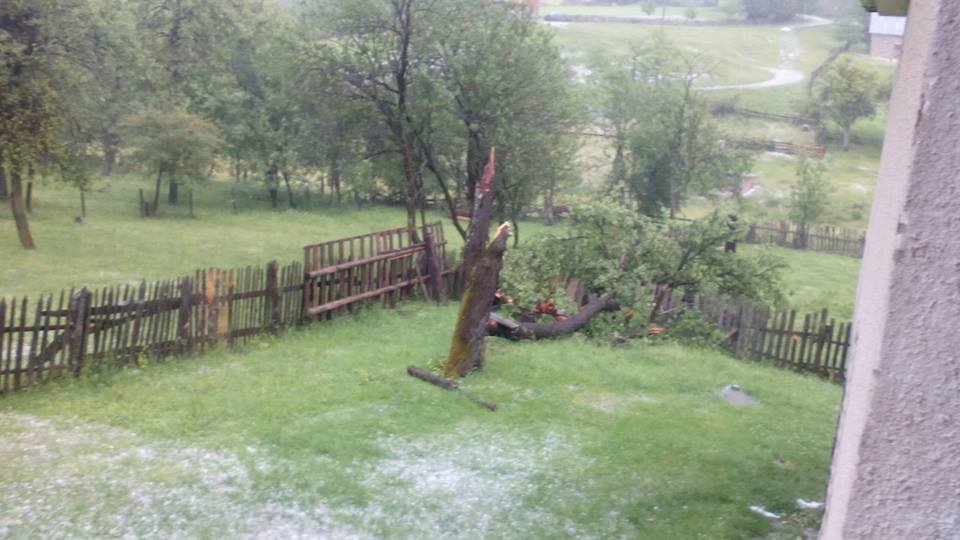 Grad lomio drveće u Kremnima Foto--M.Đ.