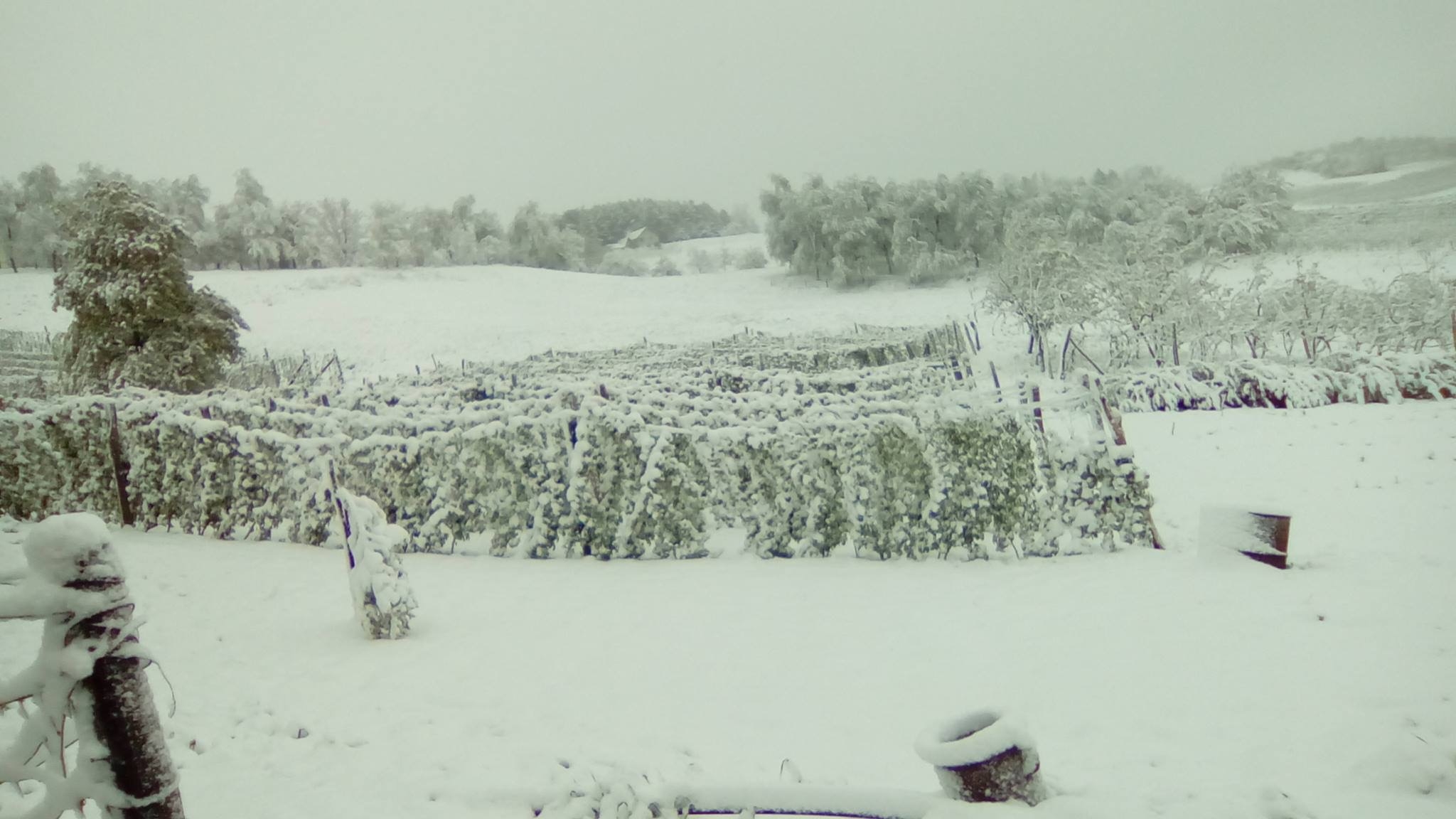 Sneg je noćas prekrio zasade malina na Spasovnjači Foto--S.Radojević