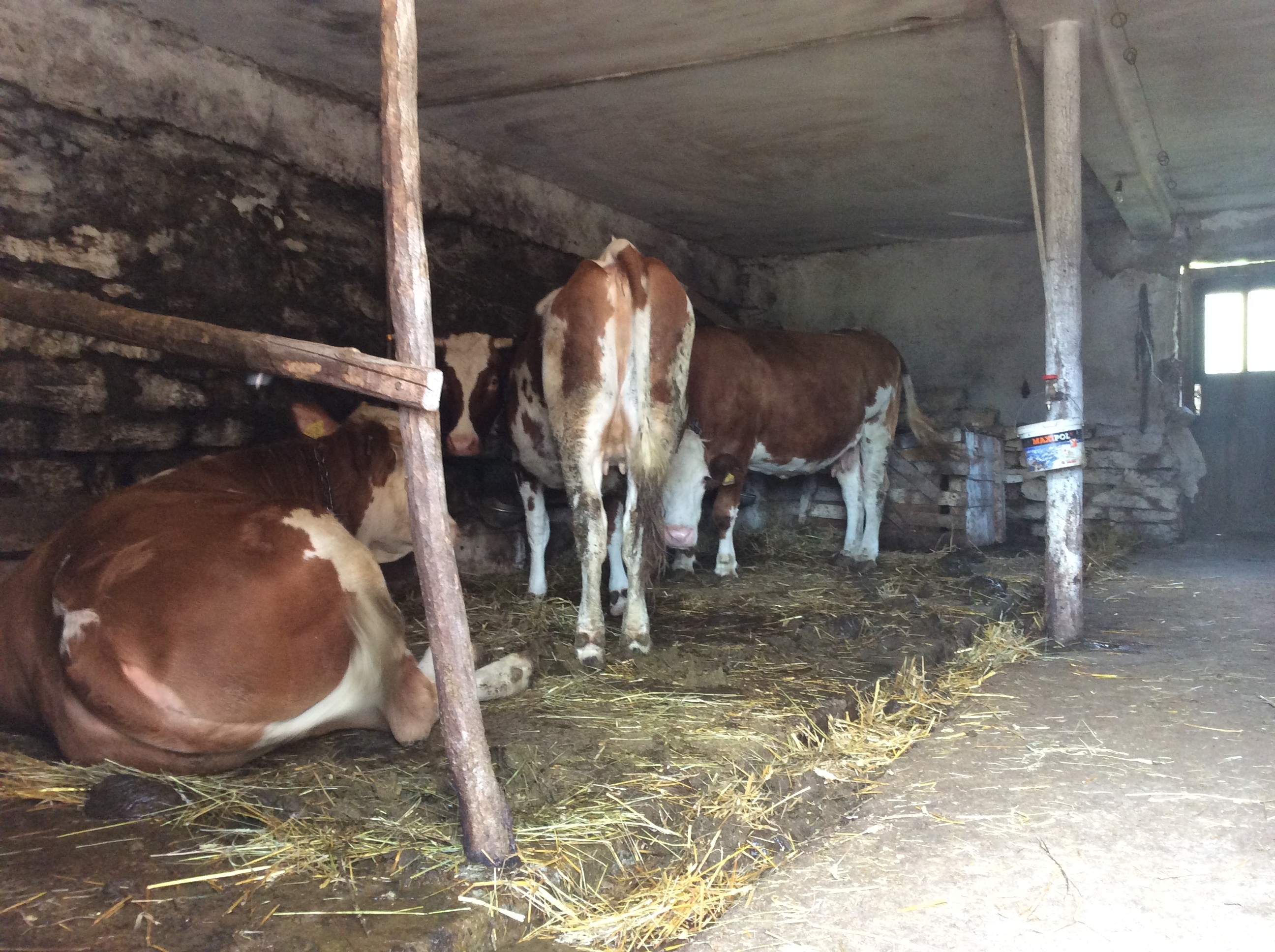 NAbavka opreme za mužu jedna je od mera podsticaja stočarske proizvodnje u Novoj Varoši Foto--URP