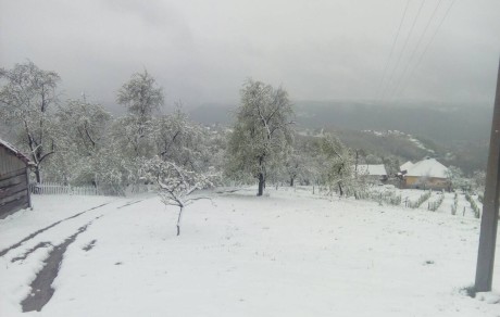 naslovna Bosko