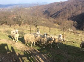 Podsticaj za razvoj ovčarstva