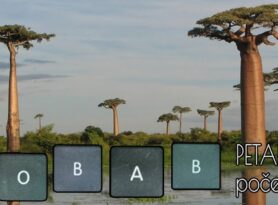 Baobab u Užicu