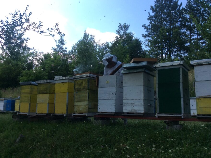 Od danas podnošenje zahteva za subvencije po košnici pčela