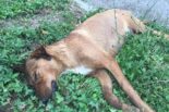 Masovno trovanje pasa u Priboju