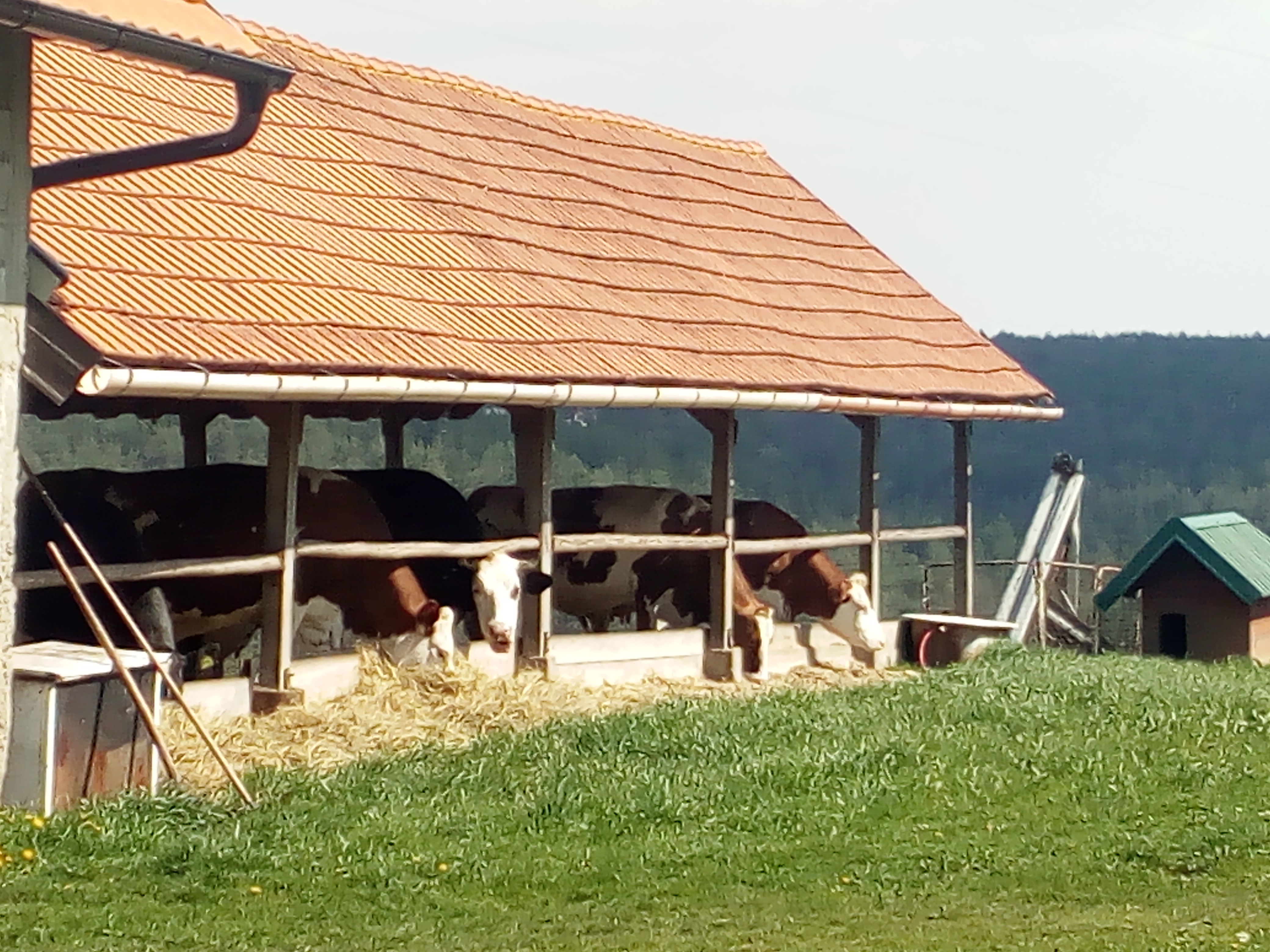 Na tržištu uskoro organski proizvodi mlekare „Naša Zlatka“