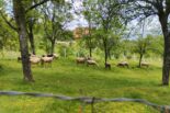Zlatiborski eko agrar raspisao konkurs za podsticaje u poljoprivredi