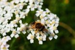 Pčelari iz Bajine Bašte nedovoljno zainteresovani za zaštitu geografskog porekla