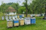 Jeftinije na pčelinju pašu