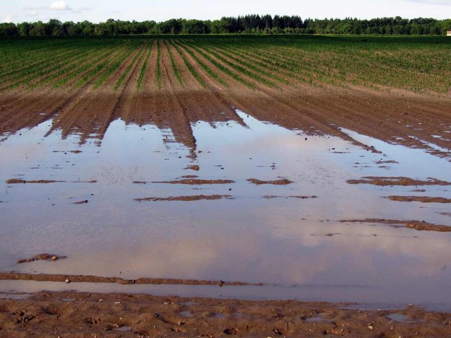 Šta učiniti prilikom poplave u vašem dvorištu?