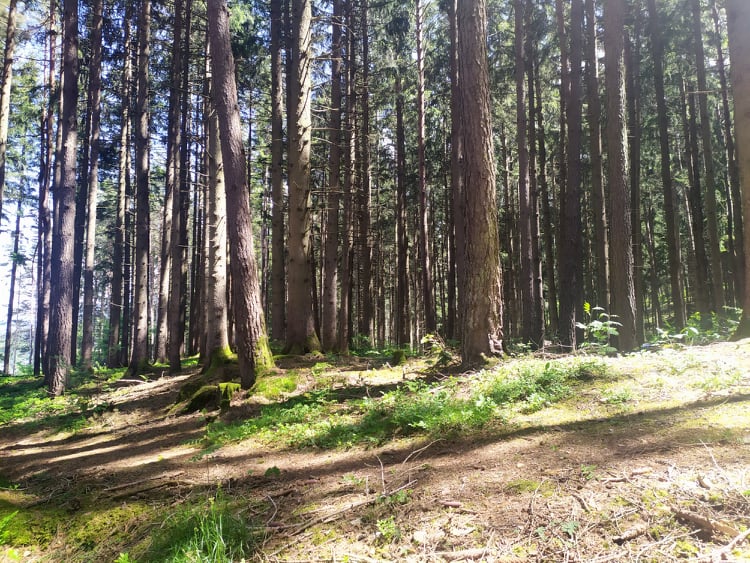 Švajcarska podrška udruženju vlasnika privatnih šuma “Bor”