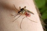 Počelo suzbijanje komaraca u Užicu