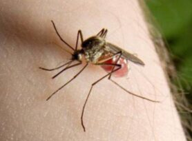 Počelo suzbijanje komaraca u Užicu