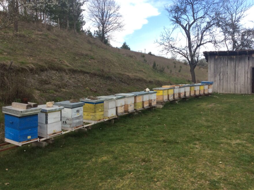 Pčele za biznis mladih