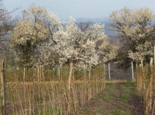 Lokalni fond za poljoprivredu- pomoć mladim poljoprivrednicima i ženama na selu