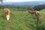 U Novoj Varoši subvencije za veštačko osemenjavanje krava