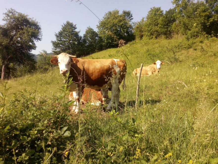 Raspisan konkurs za regresiranje veštačkog osemenjavanja krava