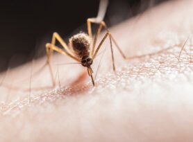 Danas i sutra zaprašivanje komaraca u Užicu