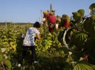 Kiša velika pretnja tokom berbe jesenje maline