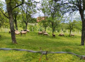 Zlatiborski eko agrar raspisao konkurs za podsticaje u poljoprivredi