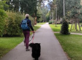 Zlatibor – destinacija prilagođena odmoru sa ljubimcima