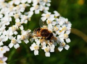 Pčelari iz Bajine Bašte nedovoljno zainteresovani za zaštitu geografskog porekla
