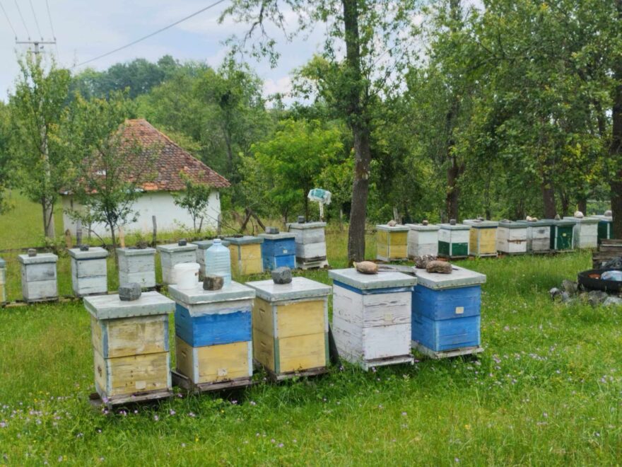 Jeftinije na pčelinju pašu