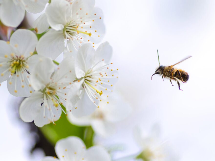 Agencija za zaštitu životne sredine izradila aplikaciju „Alergeni polen“