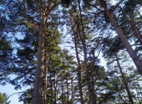 13 miliona dinara namenjenih šumama u Zlatiborskom okrugu ostaje neiskorišče